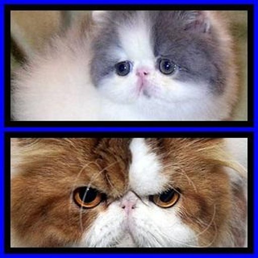 Funny Cat Find Difference截图4