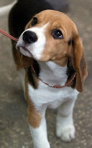 Beagle Wallpapers HD截图3