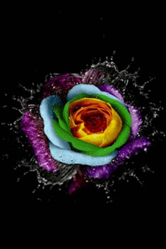 Rainbow Rose Live Wallpaperr截图2