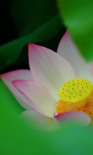 Pink Lotus HD Wallpaper截图1