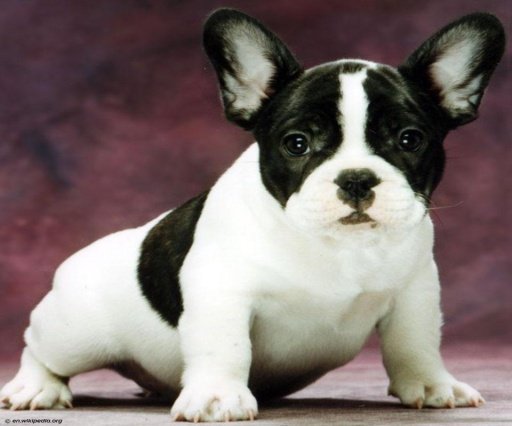 French Bulldog Live Wallpaper截图2