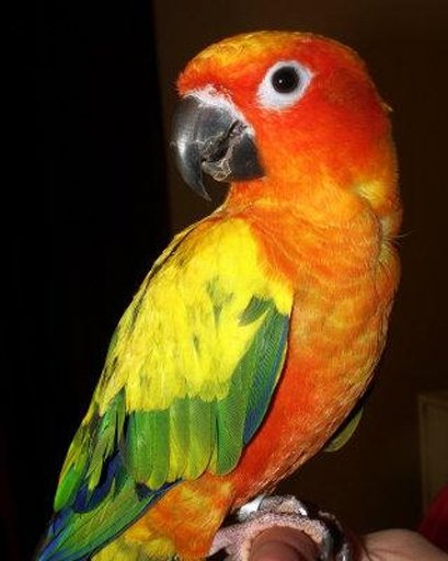 Talking Conure Parrot截图1