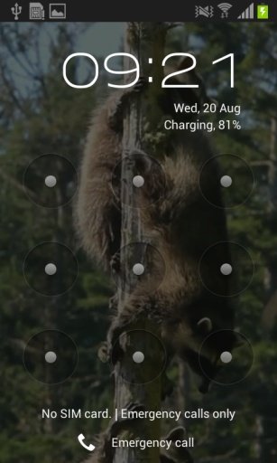 Raccoon Free Video Wallpaper截图1