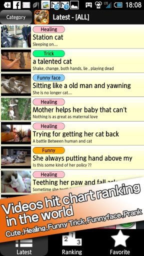 Cat Video Online截图6