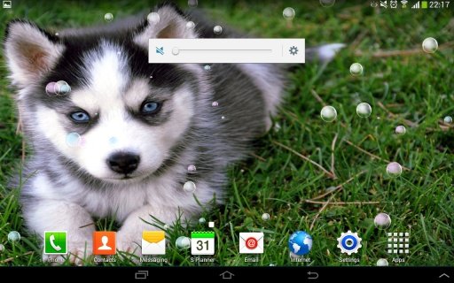 Playful Puppies Live Wallpaper截图2