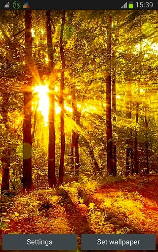 Sunny Forest Wallpaper App截图2