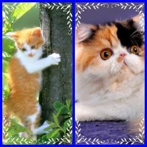 Funny Cat Find Difference截图1