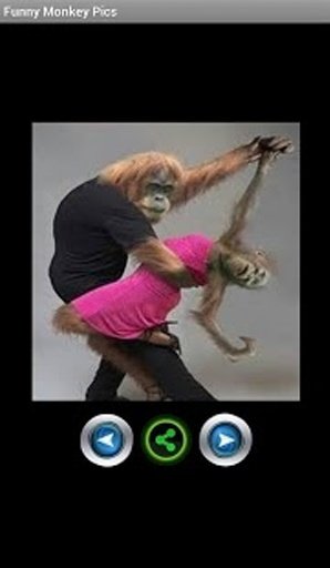 Funny monkey pictures截图5