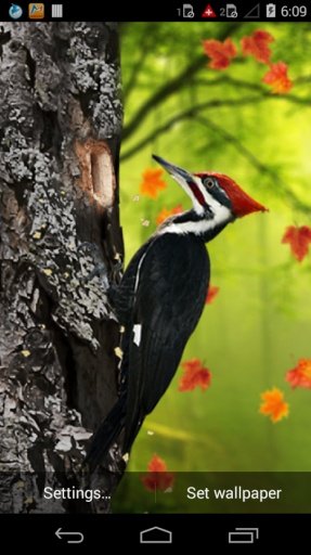 3D Woodpecker Live Wallpaper截图3