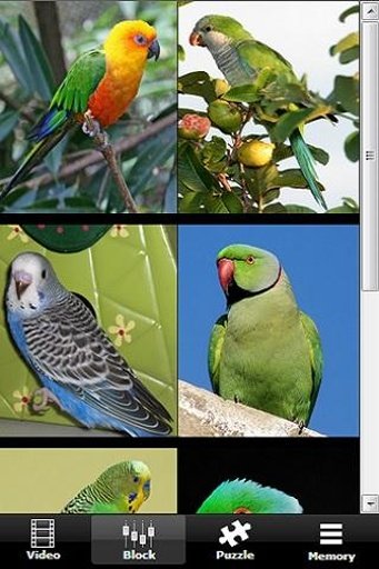 Annoying Talking Parakeet截图5