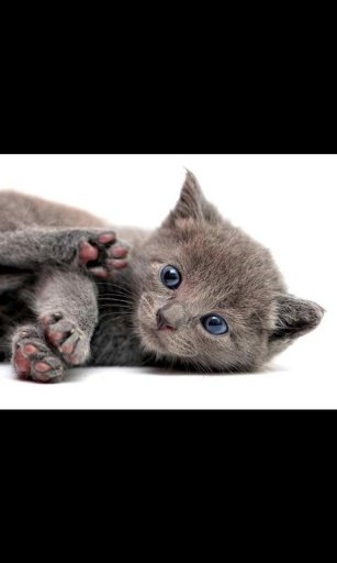 Kitten Live Wallpaper LWP截图6