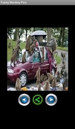 Funny monkey pictures截图9