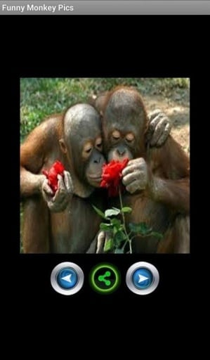 Funny monkey pictures截图10