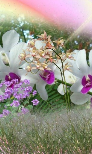 Orchid Garden Live Wallpaper截图3