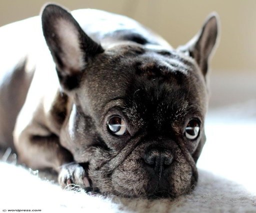 French Bulldog Live Wallpaper截图4