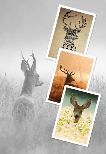 Deer HD Wallpaper截图1
