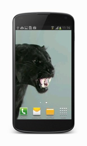 Puma Cat Video Wallpaper截图4