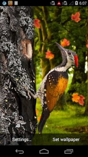 3D Woodpecker Live Wallpaper截图2