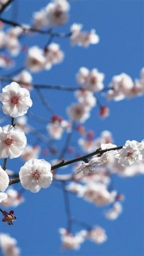 Spring Blossoms Live Wallpaper截图2