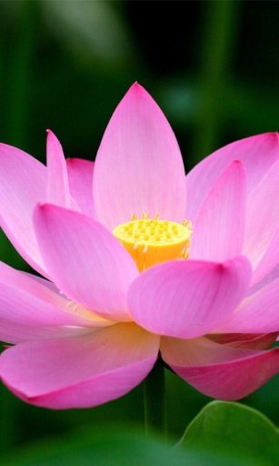 Pink Lotus HD Wallpaper截图3