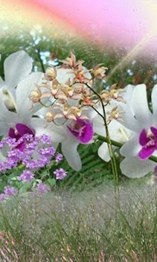 Orchid Garden Live Wallpaper截图2