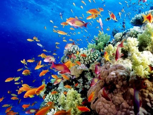 Great Barrier Reef Pictures截图3