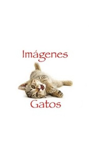 Imágenes Gatos截图1