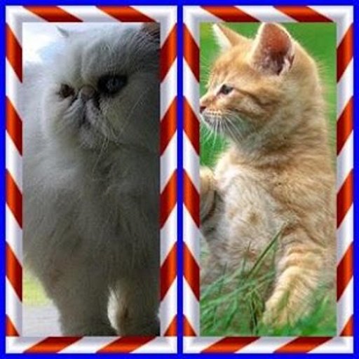 Funny Cat Find Difference截图5