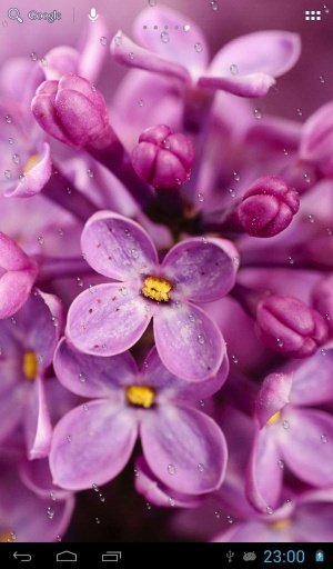 在紫丁香雨滴截图1