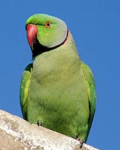 Talking Rose Ringed Parakeet截图3