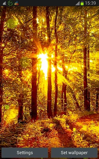 Sunny Forest Wallpaper App截图3