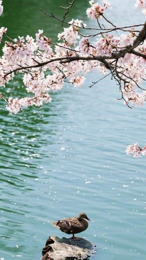 Spring Blossoms Live Wallpaper截图4