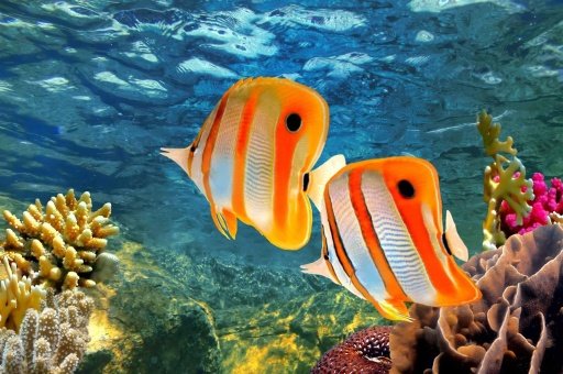 Great Barrier Reef Pictures截图1