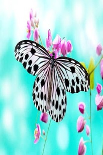 White Butterfly Wallpapers截图10