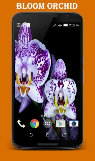 Orchid Video Live Wallpaper截图3