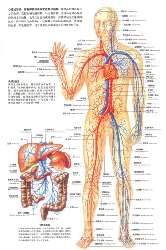 人体解剖图截图1