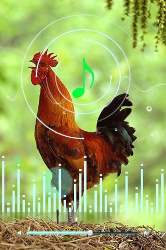 Funny Rooster Sound截图2