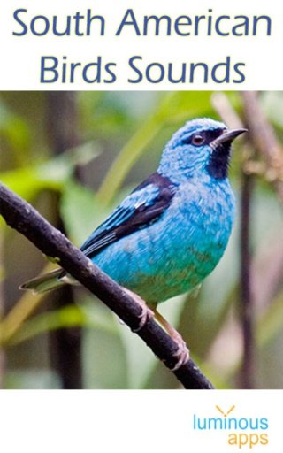 South American Birds Sounds截图5