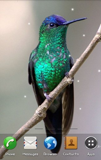 Bird Live Wallpaper截图1