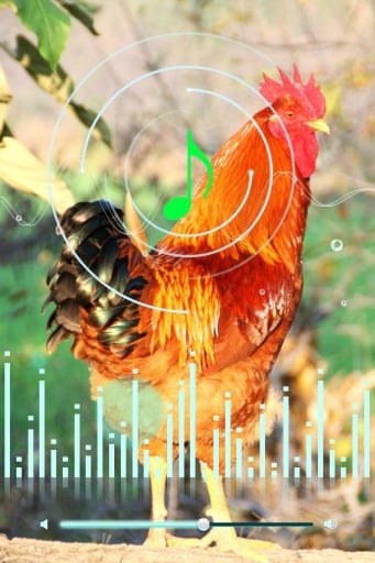 Funny Rooster Sound截图1