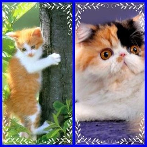 Funny Cat Find Difference截图2