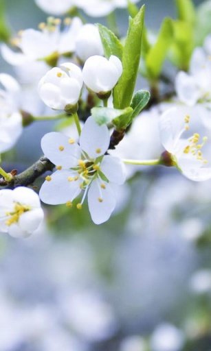 Spring HD wallpaper截图2