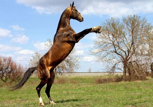 Horse games截图4