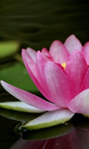 Pink Lotus HD Wallpaper截图6