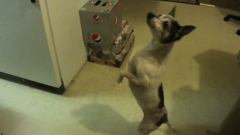 Hilarious Dancing Dogs截图3