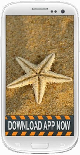 Starfish Wallpapers截图4