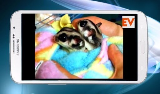 Sugar Gliders Care截图1