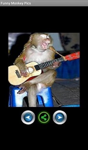 Funny monkey pictures截图4