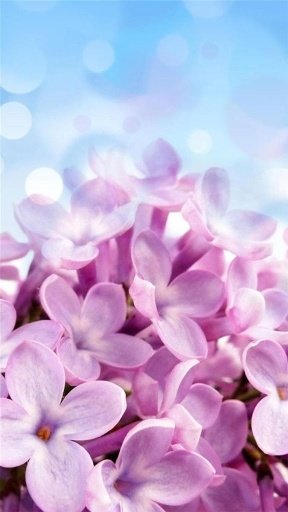 Spring Blossoms Live Wallpaper截图1