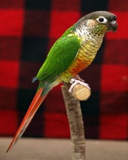 Talking Conure Parrot截图2